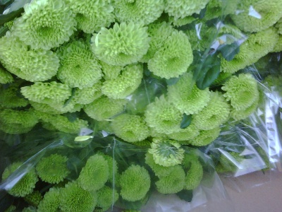 chrysanth feeling green